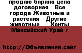 продаю барана цена договорная - Все города Животные и растения » Другие животные   . Ханты-Мансийский,Урай г.